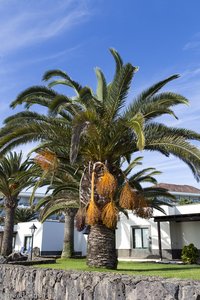 Dattelpalme entlang der Avenida Maritima