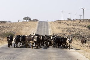 Kühe auf den Bergstraßen des Oman