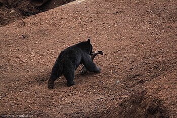 Der dicke Fisch ist für mich!!! - Schwarzbär in Telegraph Cove