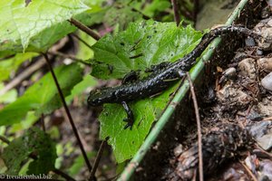 Feuersalamander an der Breitach