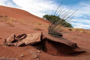 auch ein nettes Bild vom Sossusvlei