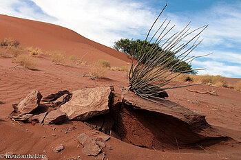 auch ein nettes Bild vom Sossusvlei