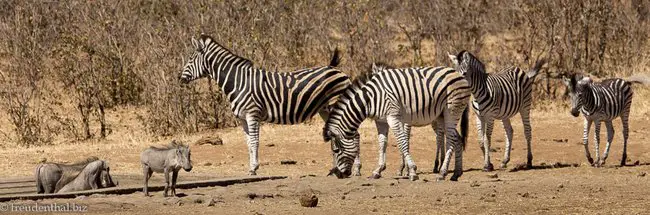 Zebras im Krüger Nationalpark