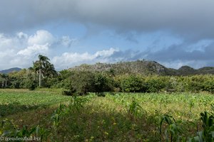 Felder im Tal von Viñales