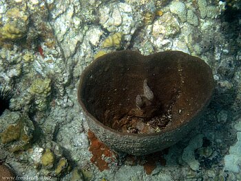 Koralle bei Mayreau