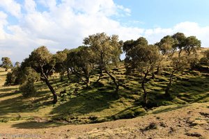 hoch oben im Simien Nationalpark