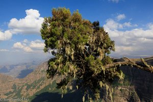 Baum mit Flechten im Simien Nationalpark