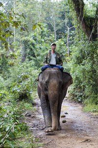 Elefant im Dschungel von Laos