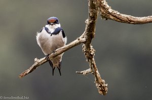 Rauchschwalbe beim Mlilwane Wildlife Sanctuary