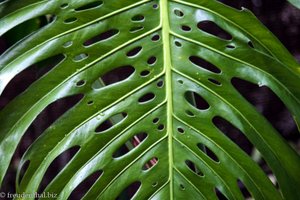 Fensterblatt oder Monstera (Monstera deliciosa)