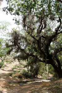 mit Bromelien behangener Baum