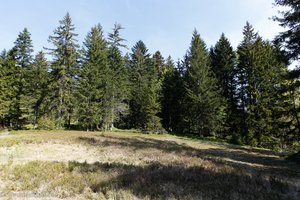 Lichtung im Chräzerenwald