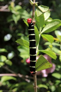 Caterpillar, Raupe auf Grenada