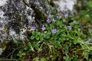 Blattloser Ehrenpreis (Veronica aphylla)