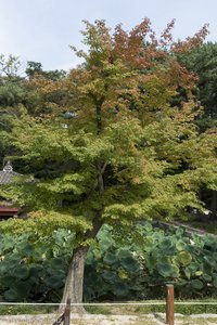 Langsam kommt die Herbstfärbung in Korea