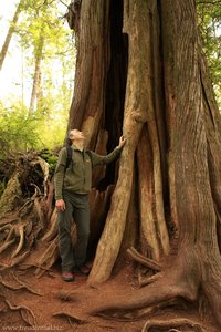 große hohle Bäume im Pacific Rim Nationalpark