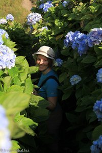 Annette inmitten von riesigen Hortensien