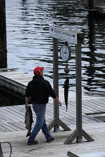 bei der Fischwaage Telegraph Cove