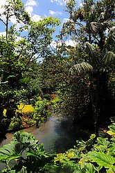 Wanderung entlang dem Rio Celeste