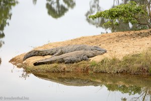 ganz schön große Nilkrokodile beim Mlilwane Wildlife Sanctuary