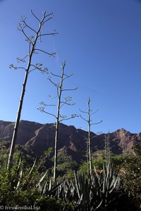 Agaven (Sisal) auf Santiago der Kapverden