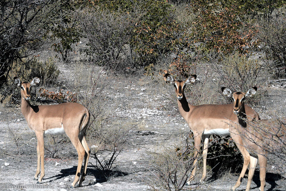 Impala-Antilope nahe einer Straße im Etosha Nationalpark
