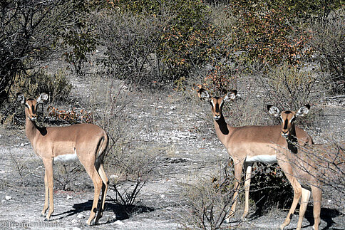 Impala-Antilope im Etosha Nationalpark