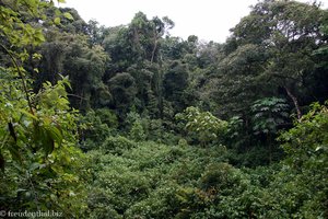 Blick in den dichten Regenwald