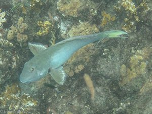 Papageifisch - Schnorcheln beim Katamaran-Ausflug