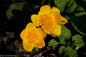 Sumpfdotterblume (Caltha palustirs)