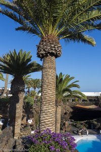 Dattelpalmen über dem Pool der Jameos del Agua