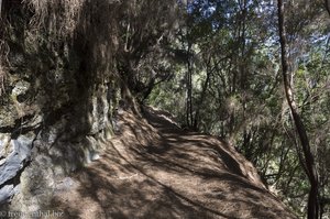 Ein bequemer Weg führt zum Lorbeerwald von La Palma.