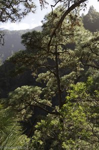 Blicke in den Urwald von La Palma