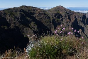 Blumen am Pico do Gato