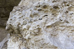 Münzen in der Wand voller Muscheleinschlüsse im Höhlenkloster