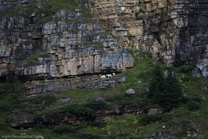 Bergziegen am Lake Agnes