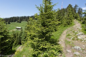 Wanderweg vom Grünten zur Schwandalpe