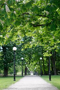 Allee im Park von Schloss Kadriorg