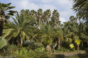 Palmen im Exotic Hallim Park