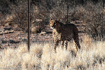 Gepard Cäsar bei der Hammerstein Lodge