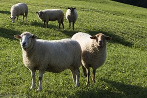 Schafe beim Boßler-Steig