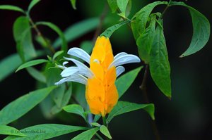 Eine Gelbe Dickähre - Pachystachys lutea