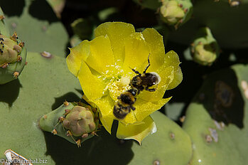 Hummeln in Kakteenblüte