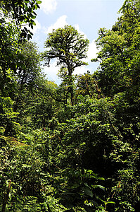 Im grünen Nebelwald von El Tigre