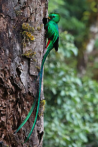 Das Quetzal-Männchen am Höhleneingang
