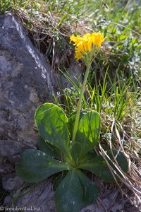 Aurikel (Primula auricula)