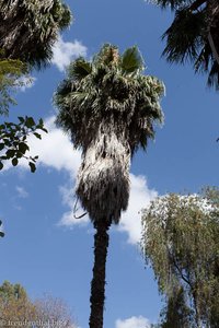 Palme beim Hora-See - Äthiopien