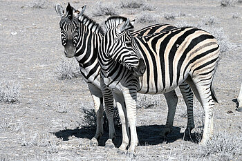 Namibia - Zebras im Etosha-Nationalpark