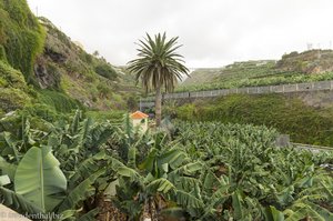 San Andrés | Zwischen Bananenplantagen und Dattelpalmen