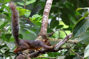 Ein Bunthörnchen bei Boca Tapada